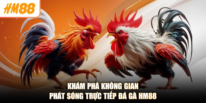 Khám phá không gian phát sóng trực tiếp đá gà HM88