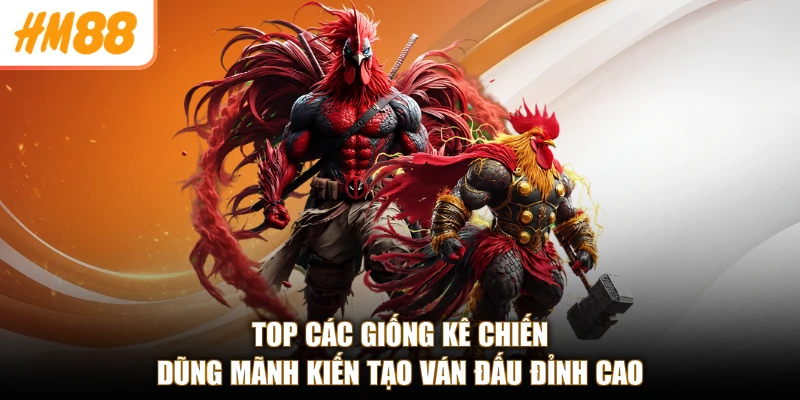 Đá Gà Cựa Sắt Miền Tây Cùng HM88 - Kịch Tính, Thắng Lớn 3 Top các giống kê chiến dũng mãnh kiến tạo ván đấu đỉnh cao